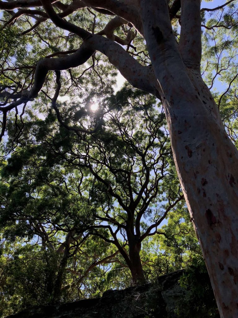 Balls Head Track at Waverton in Sydney