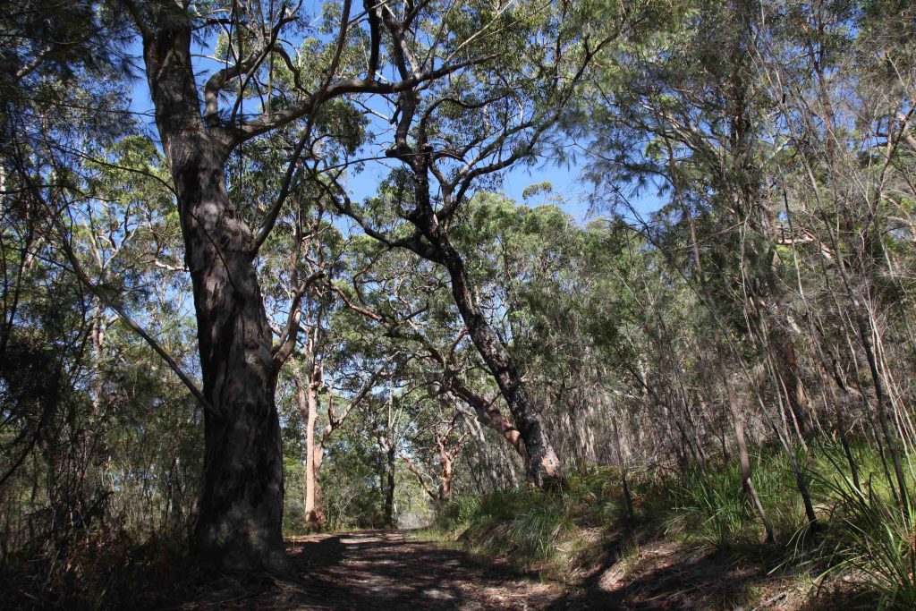 The Great North Walk at Berowra 