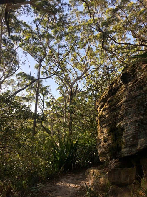 Near Otford on the Coast Track