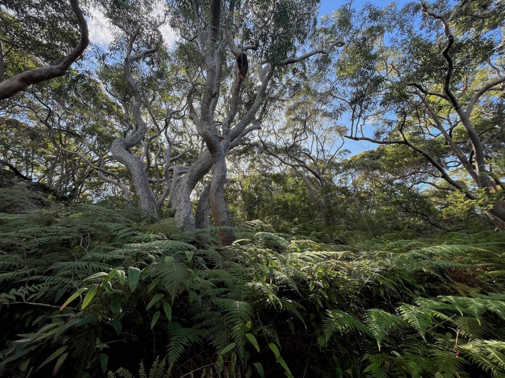 Walk in coastal bushland on the Bondi to Manly walk