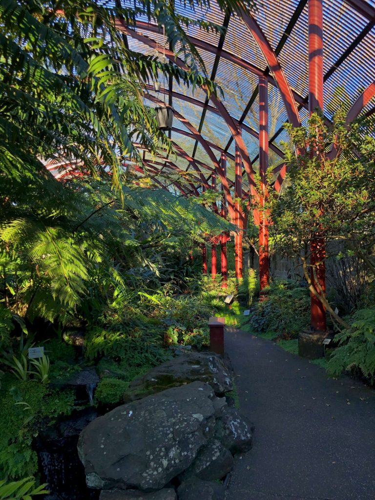 The Fernery in Sydney Royal Botanic Garden