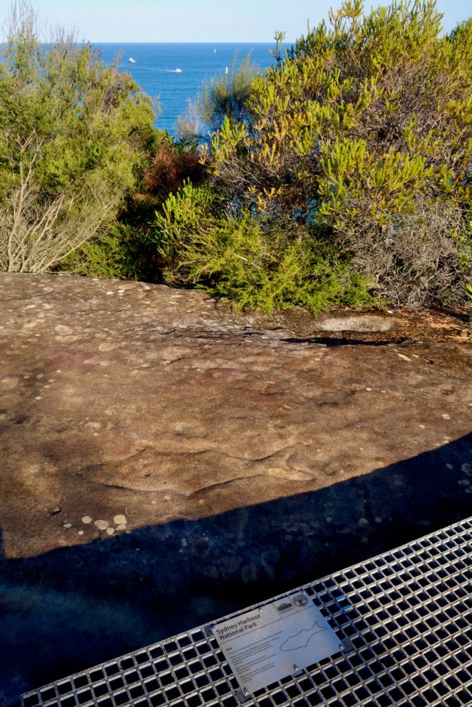 An Aboriginal rock engraving of a fish at Grotto Point on Sydney Harbour