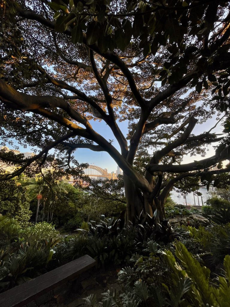 Wendy's Secret Garden at Lavender Bay on Sydney Harbour