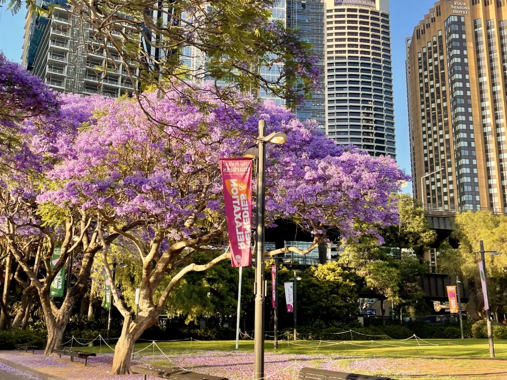jacaranda tree first fleet park sydney