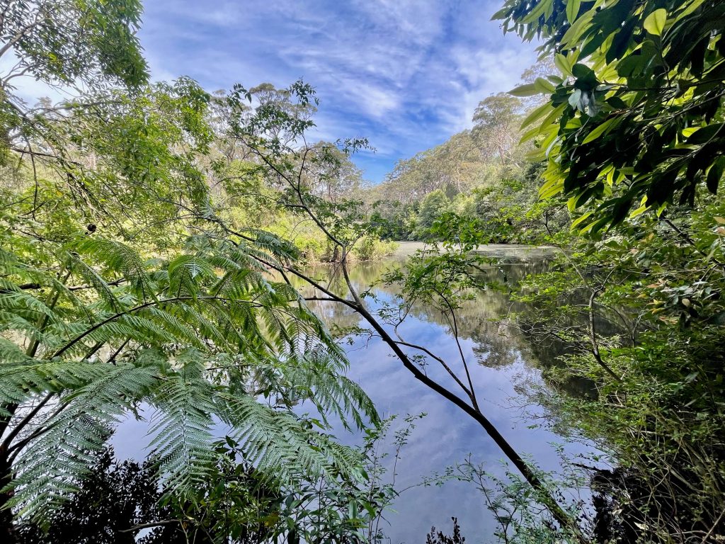 Great North Walk: North Ryde to Thornleigh Lane Cove River in Lane Cove National Park
