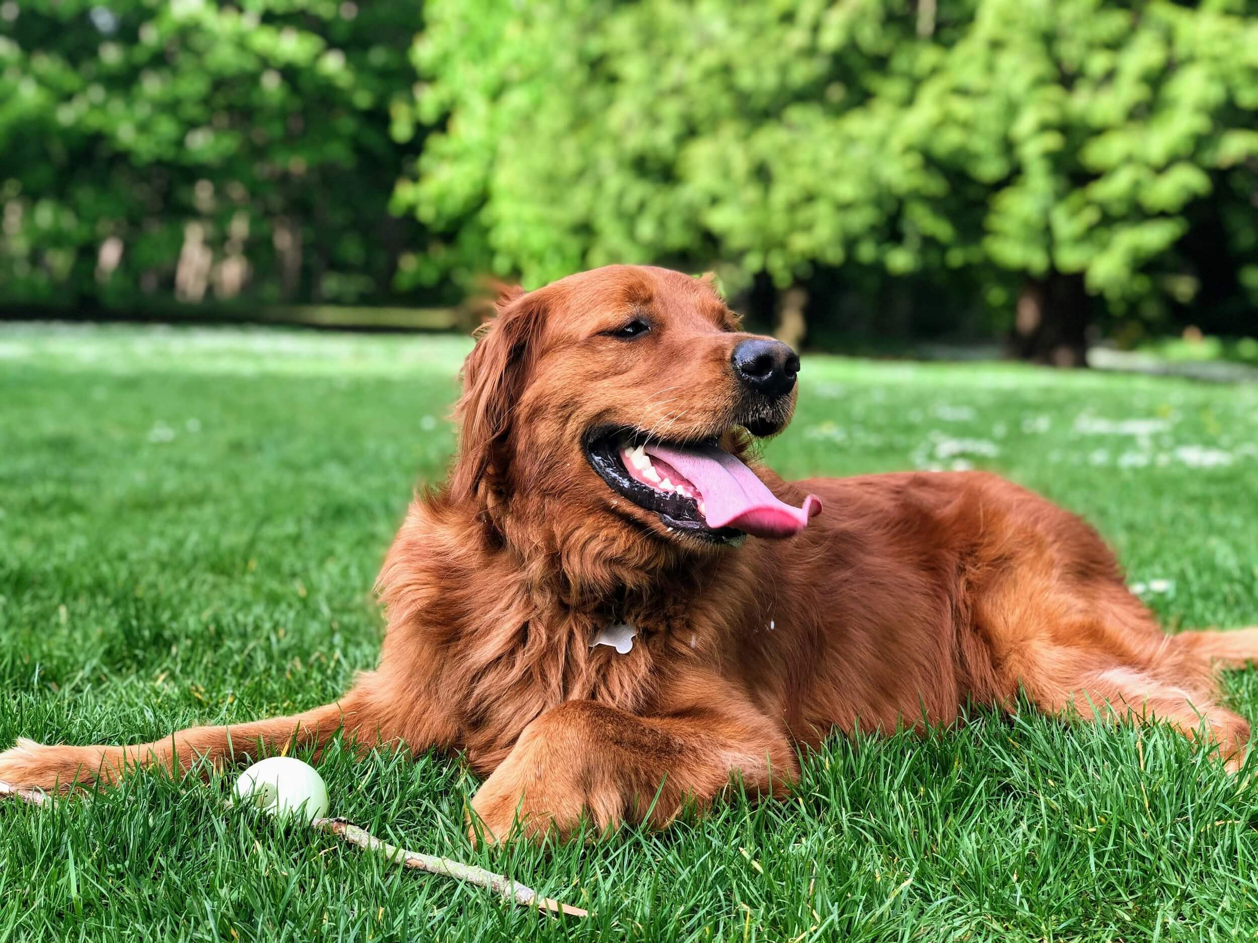 Dog at park