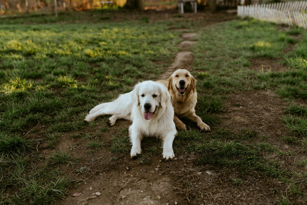 dogs on grass