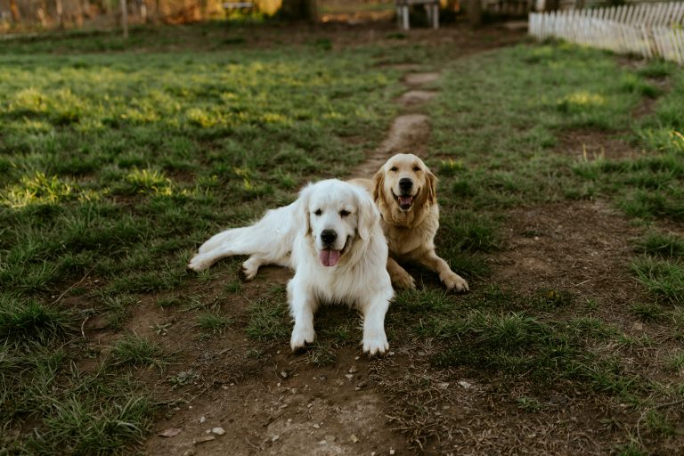 Ultimate Guide to Sydney Dog Parks dogs on grass