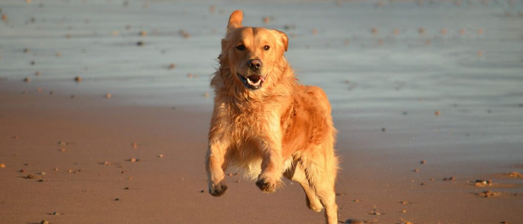 Dog at beach