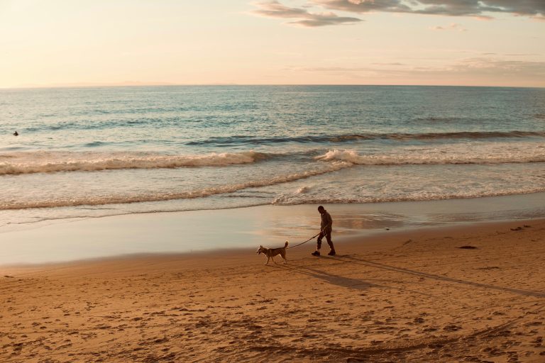 Dog Beaches in Sydney