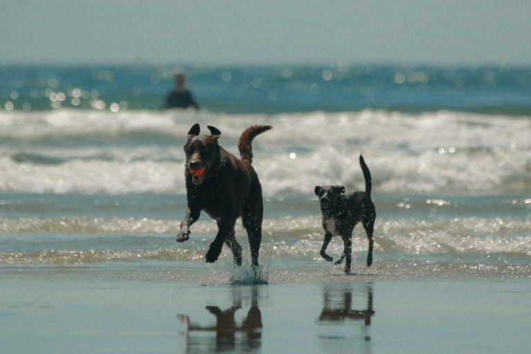 Dogs playing at the beach
