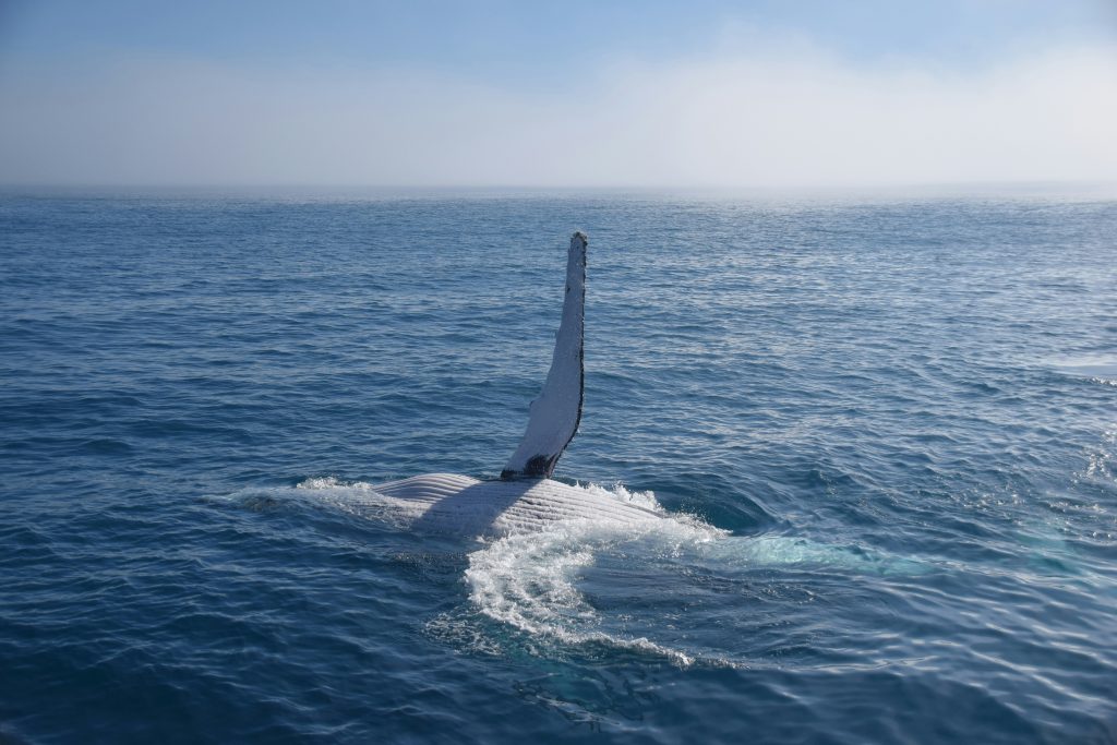 Whale