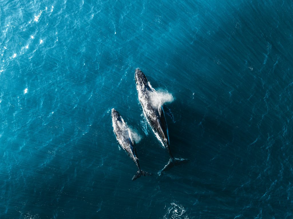 Whales
