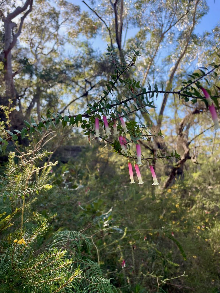 Spring flowers