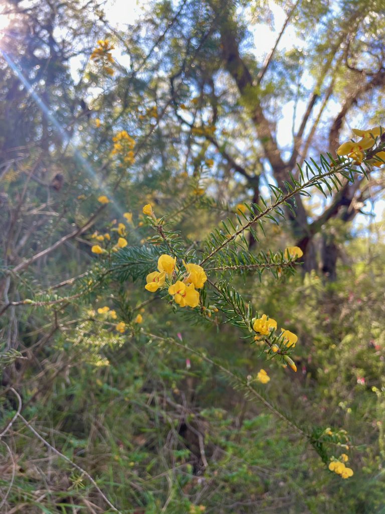 Spring flowers