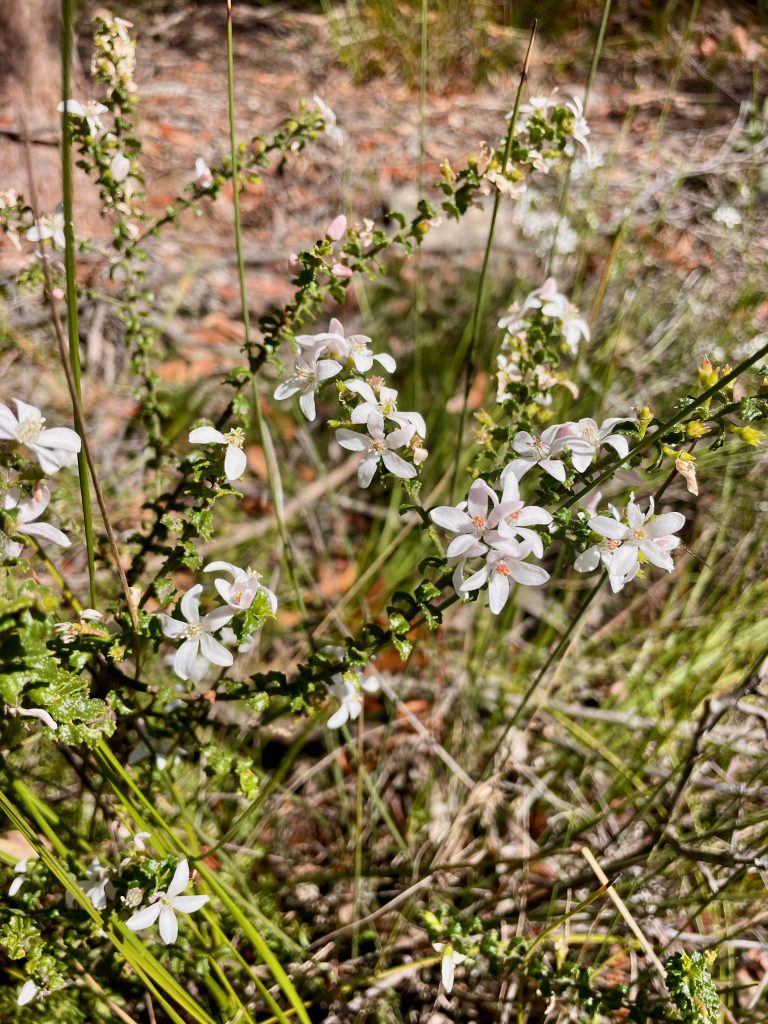 Spring flowers