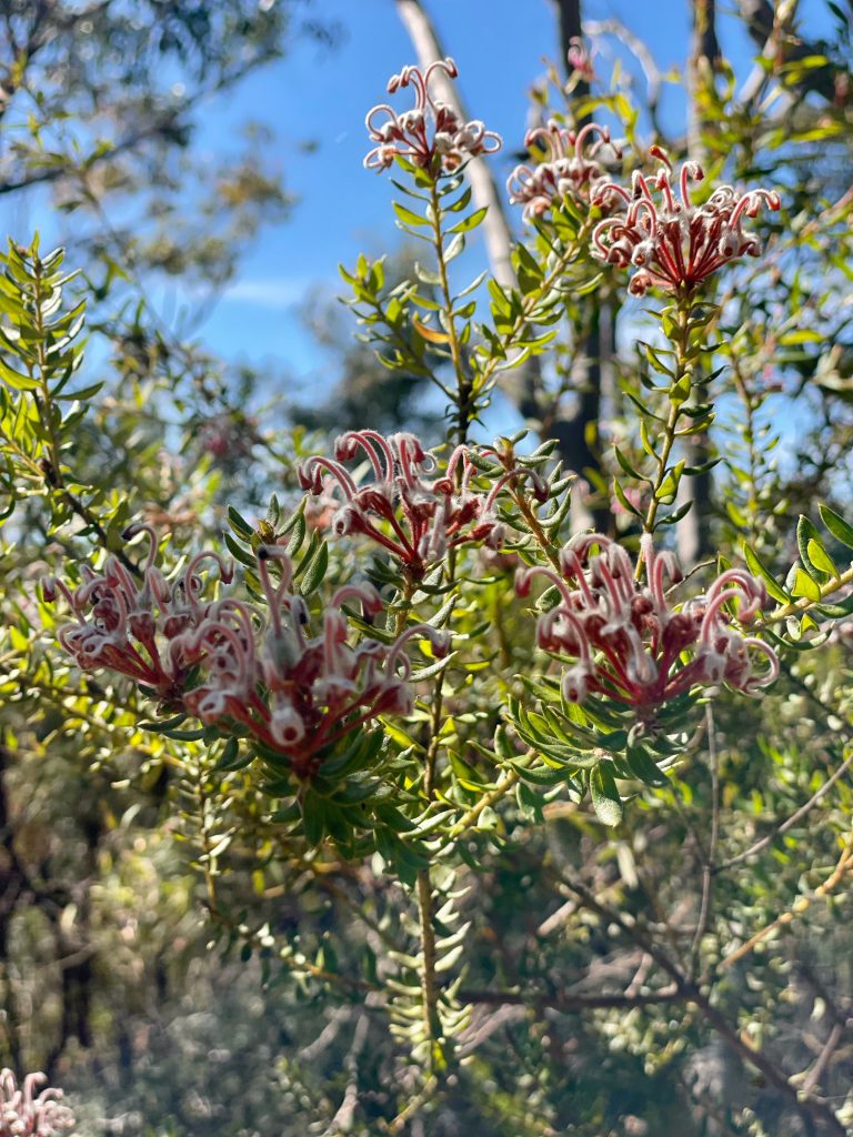 Spring flowers