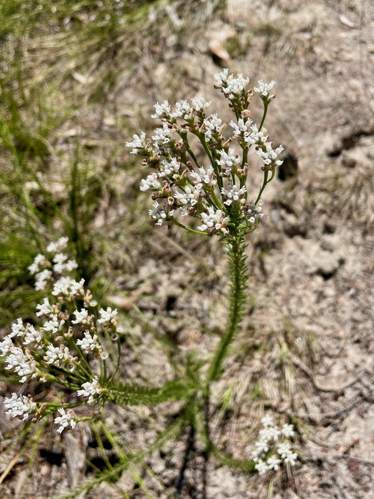 Spring flowers