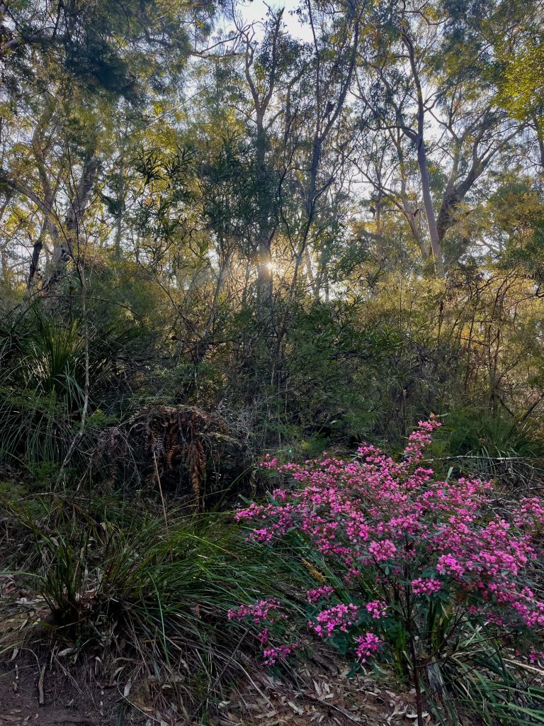 Spring on the Great North Walk