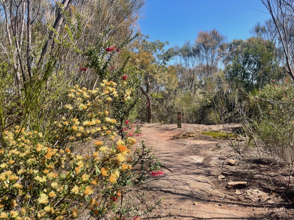 spring patonga to wondabyne