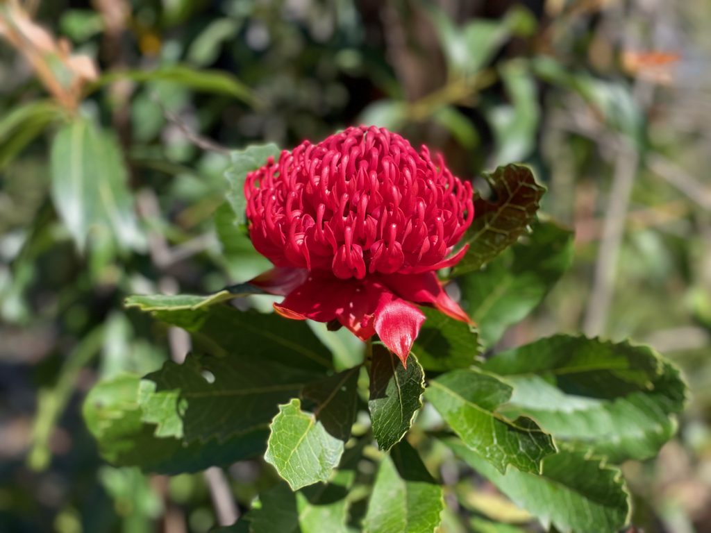 waratah great north walk patonga