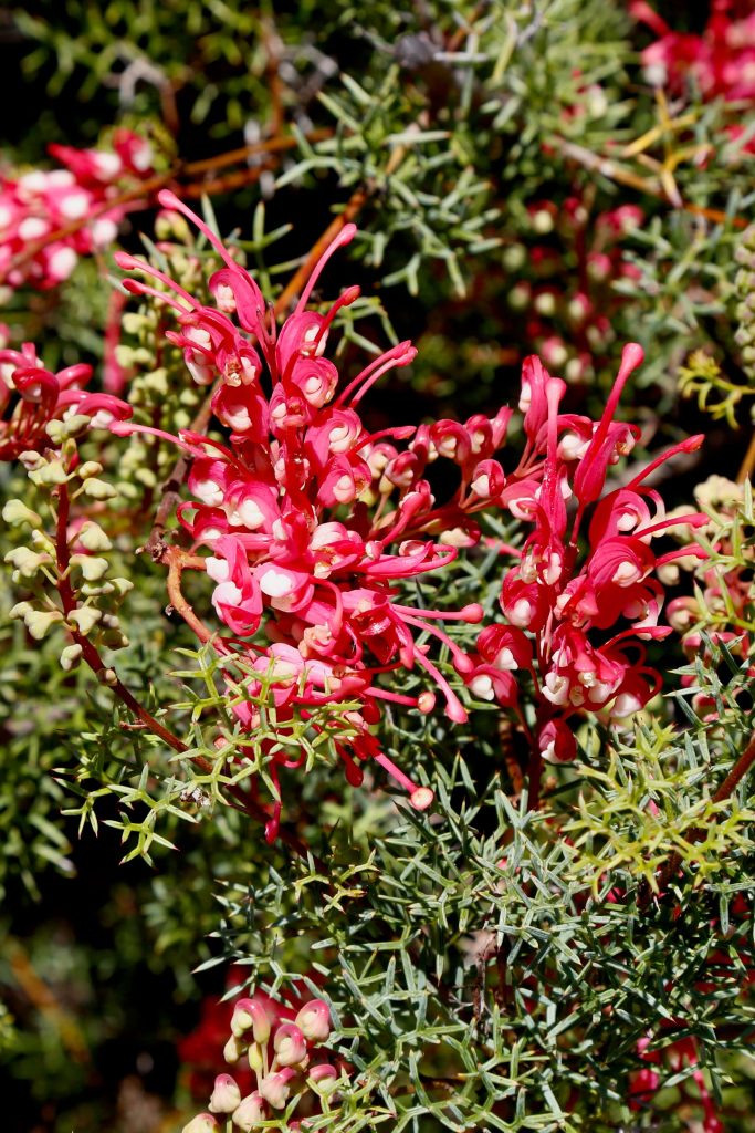 The Australian Botanic Garden Mount Annan flowers australian botanic garden mount annan 01