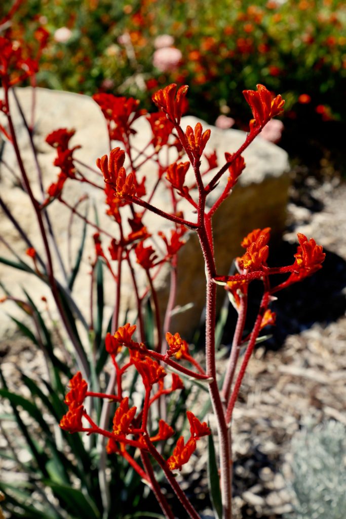 The Australian Botanic Garden Mount Annan Australian Botanic Garden Mount Annan
