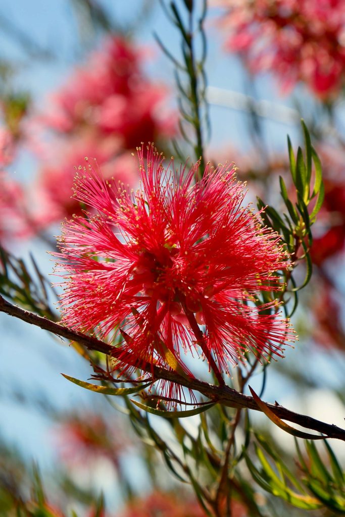 The Australian Botanic Garden Mount Annan Australian Botanic Garden Mount Annan