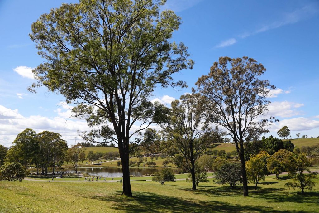 The Australian Botanic Garden Mount Annan Lakeside Lawn at the Australian Botanic Garden Mount Annan