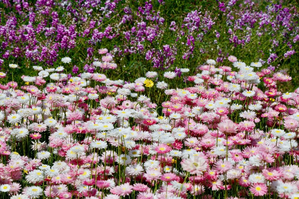 The Australian Botanic Garden Mount Annan Paper Daisies at the Australian Botanic Garden Mount Annan