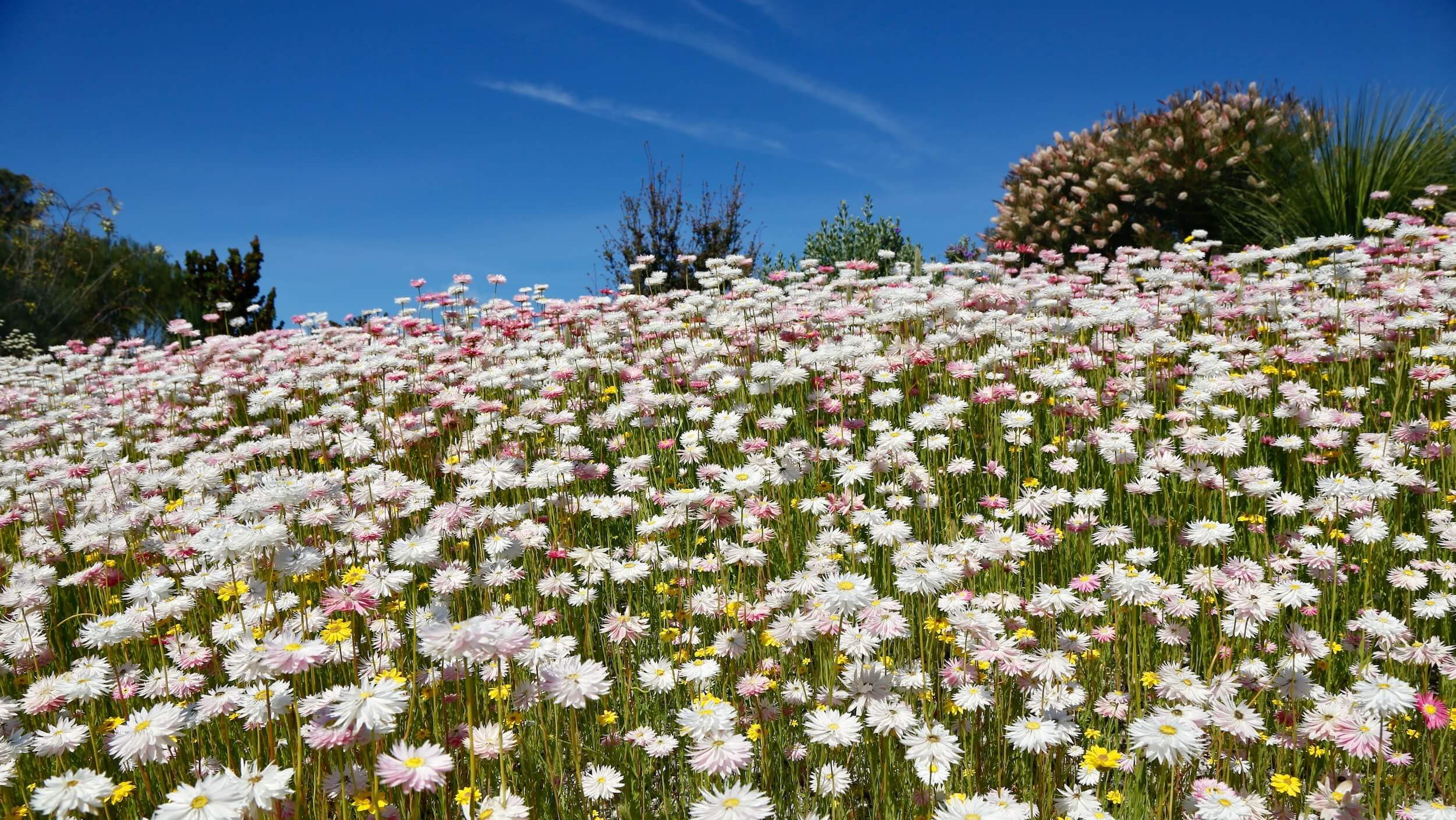 Paper Daisies at the Australian Botanic Garden Mount Annan
