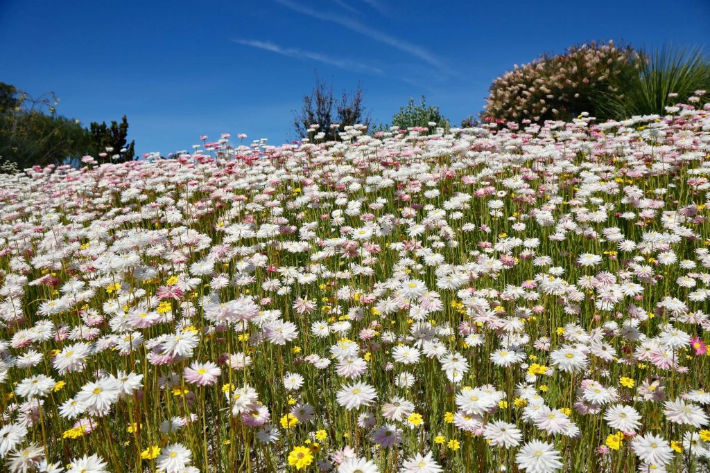The Australian Botanic Garden Mount Annan Paper Daisies at Australian Botanic Garden in Mount Annan