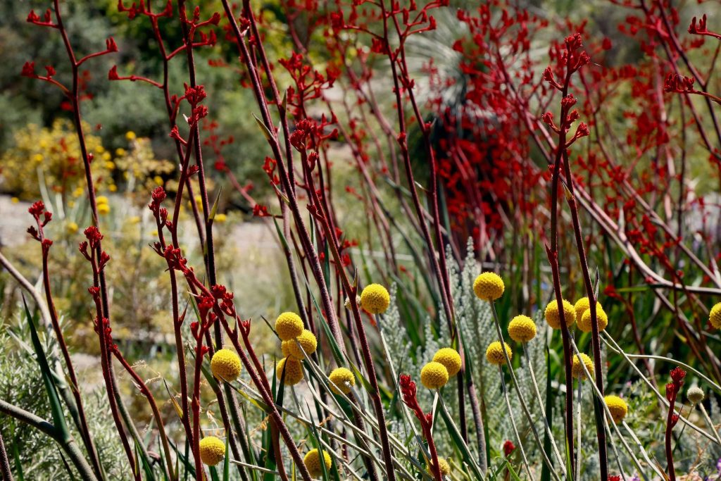 The Australian Botanic Garden Mount Annan Australian Botanic Garden Mount Annan