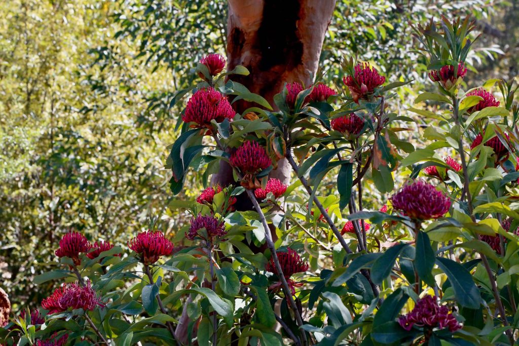 The Australian Botanic Garden Mount Annan Waratahs at Australian Botanic Garden Mount Annan