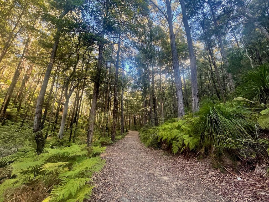 Great North Walk: Thornleigh to Hornsby (Elouera Walk) Blue Gum Walk on the Great North Walk (Elouera Walk) between Thornleigh and Hornsby