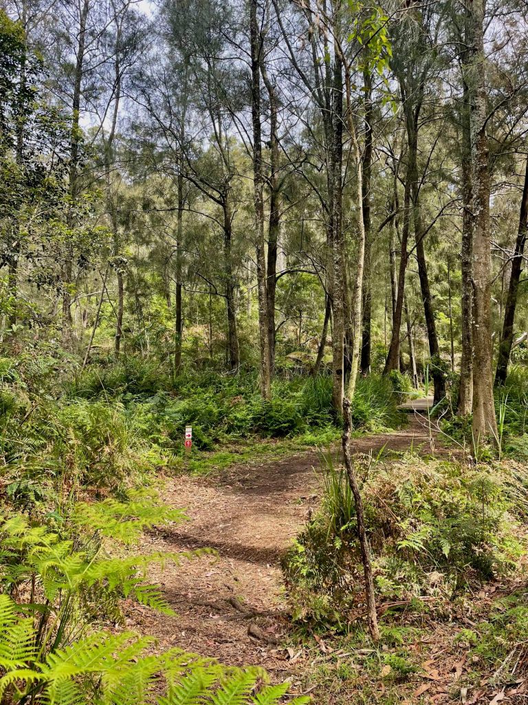 Great North Walk: North Ryde to Thornleigh gnw fairyland track
