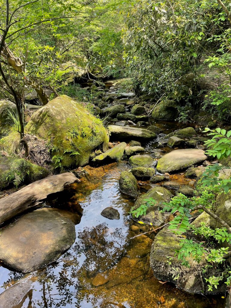Great North Walk: North Ryde to Thornleigh gnw lane cove mossy stones