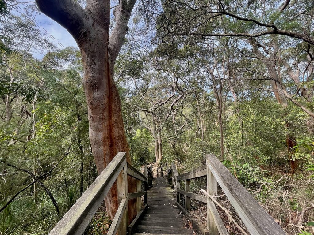 Great North Walk: North Ryde to Thornleigh gnw near north ryde