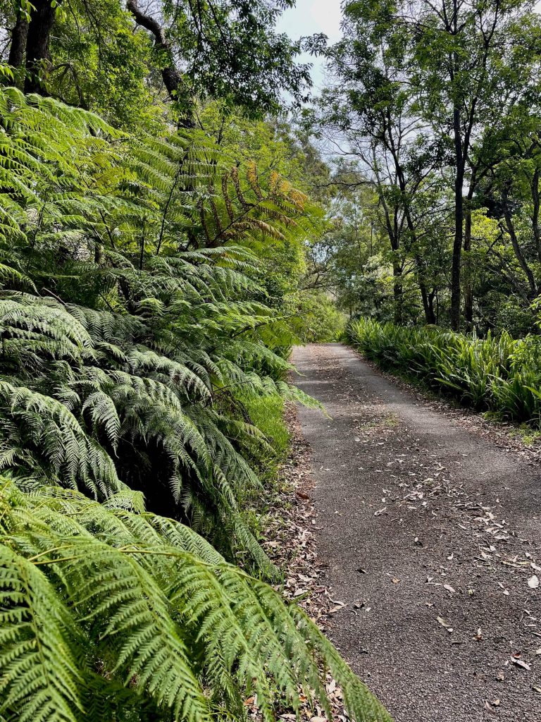 Great North Walk: North Ryde to Thornleigh gnw north ryde to thornleigh road