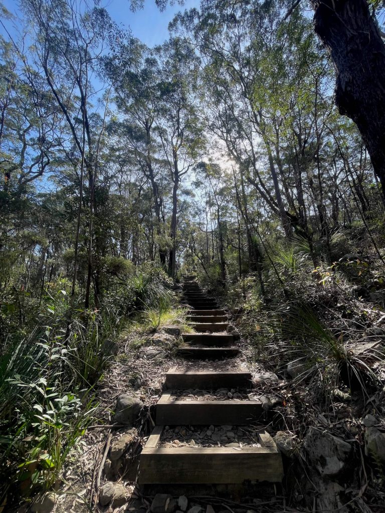 Great North Walk: North Ryde to Thornleigh gnw thornleigh wooden steps