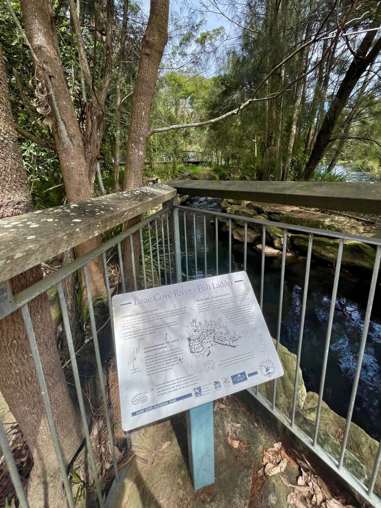 Great North Walk: North Ryde to Thornleigh lane cove fish ladder