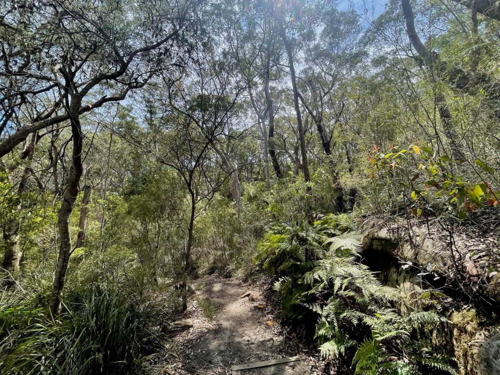 Great North Walk: North Ryde to Thornleigh lane cove national park
