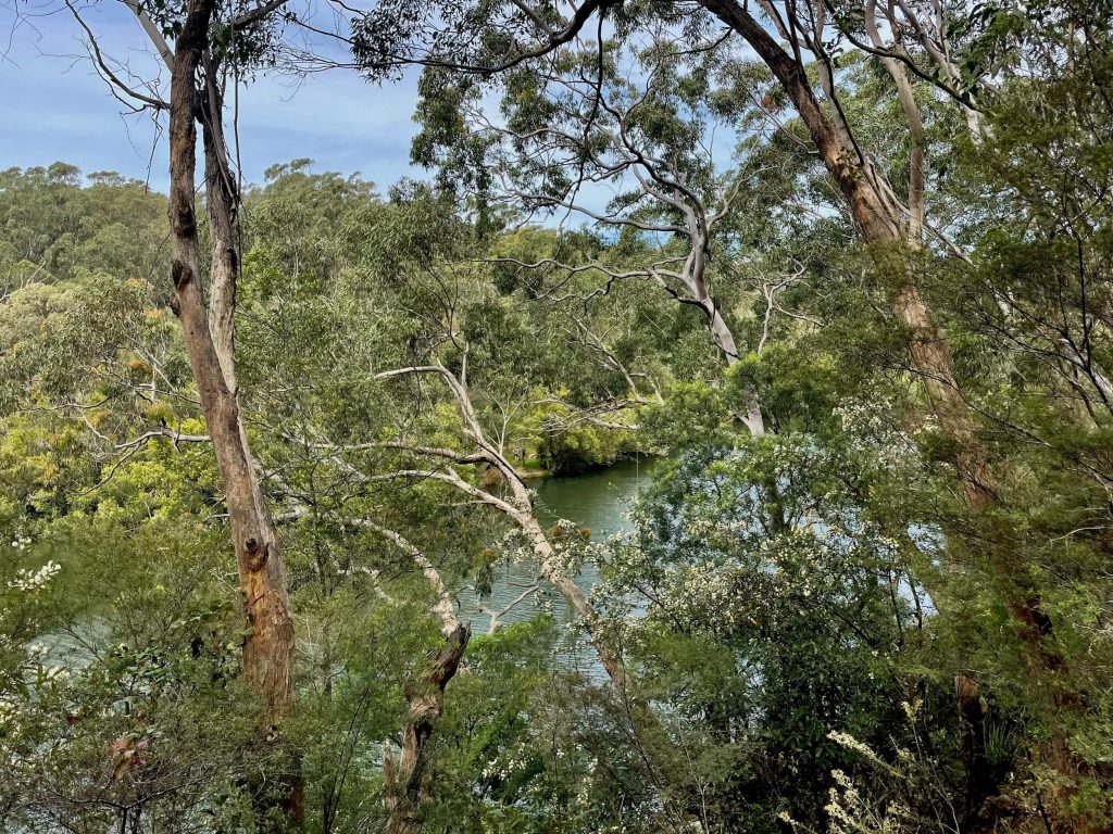 Great North Walk: North Ryde to Thornleigh lane cove np bushland