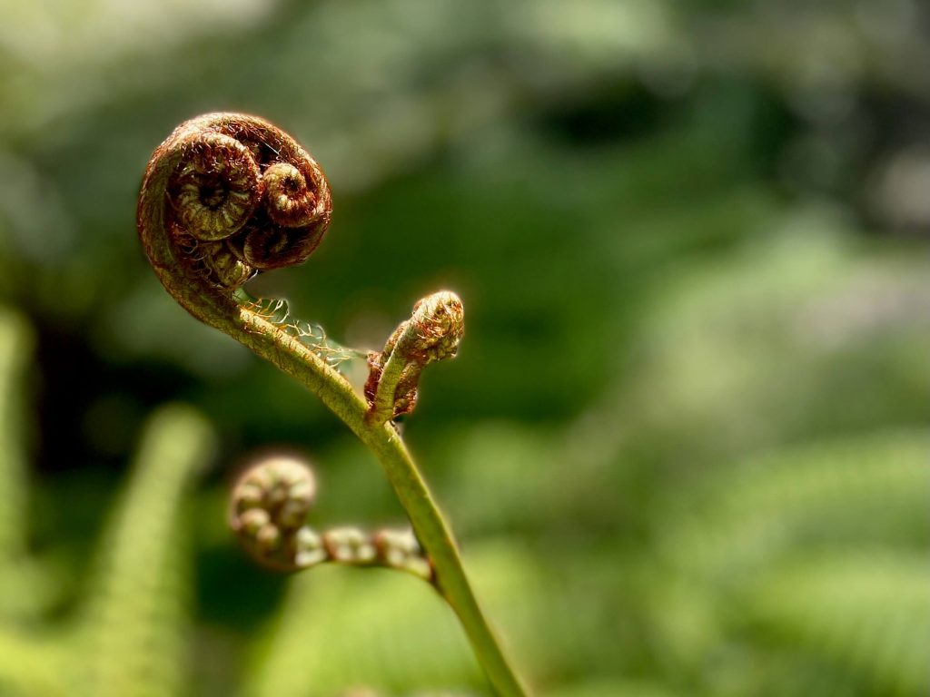 Great North Walk: Thornleigh to Hornsby (Elouera Walk) Fern in the bushland between Thornleigh and Hornsby