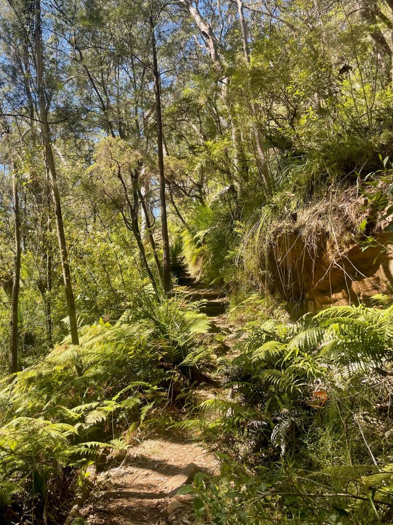 Great North Walk: Thornleigh to Hornsby (Elouera Walk) Bushland on the Great North Walk (Elouera Walk) between Thornleigh and Hornsby