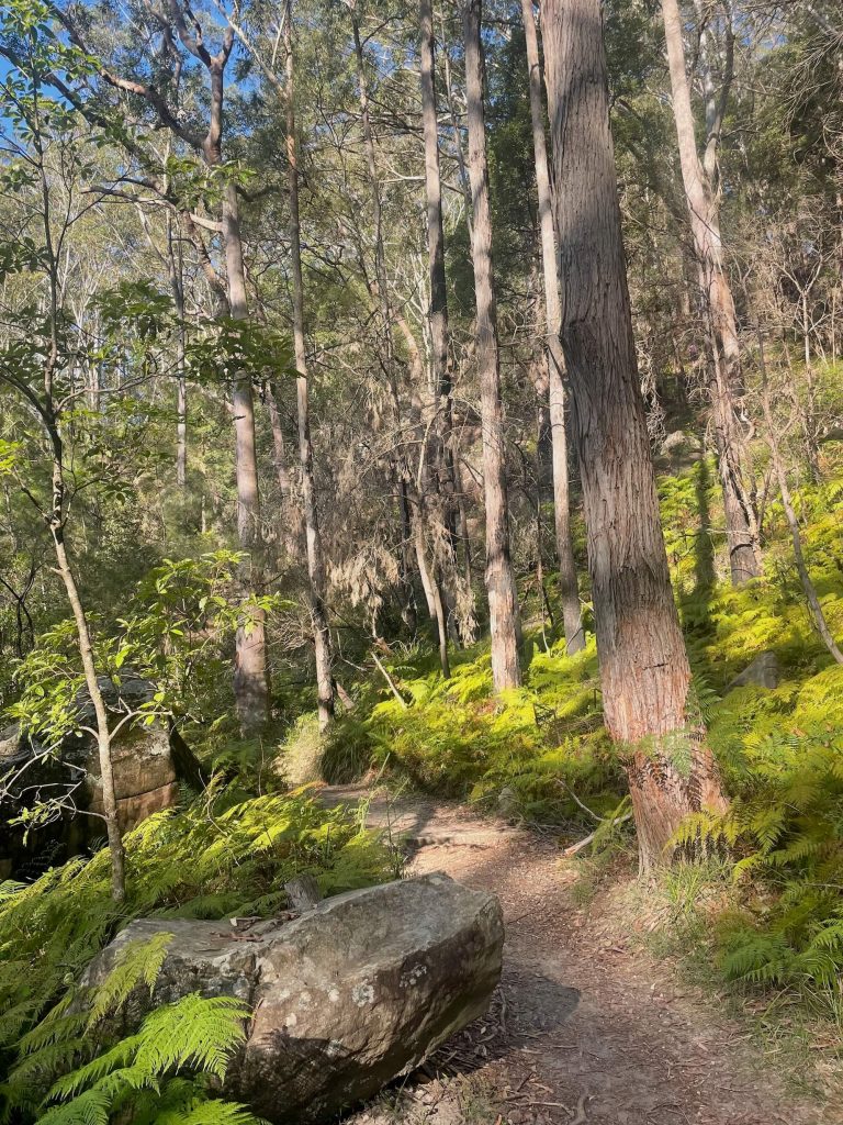 Great North Walk: Thornleigh to Hornsby (Elouera Walk) Great North Walk (Elouera Walk) between Thornleigh and Hornsby