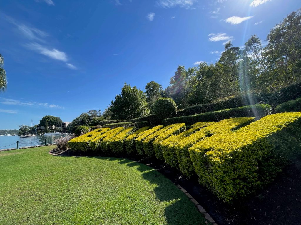 Balmain hedge on the waterfront at Balmain Cove Park 