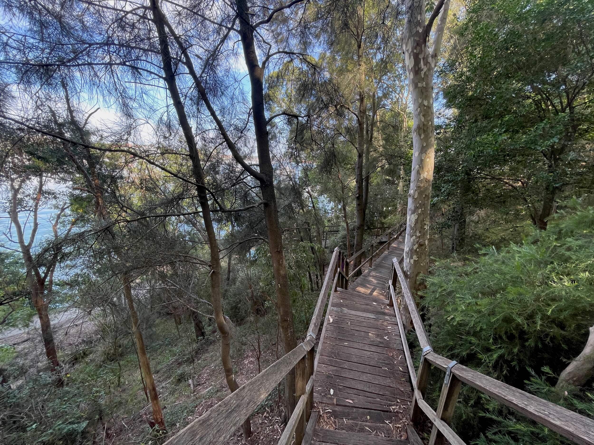 The wooden walkway through the bushland on Balmain foreshore near Sydney Secondary College