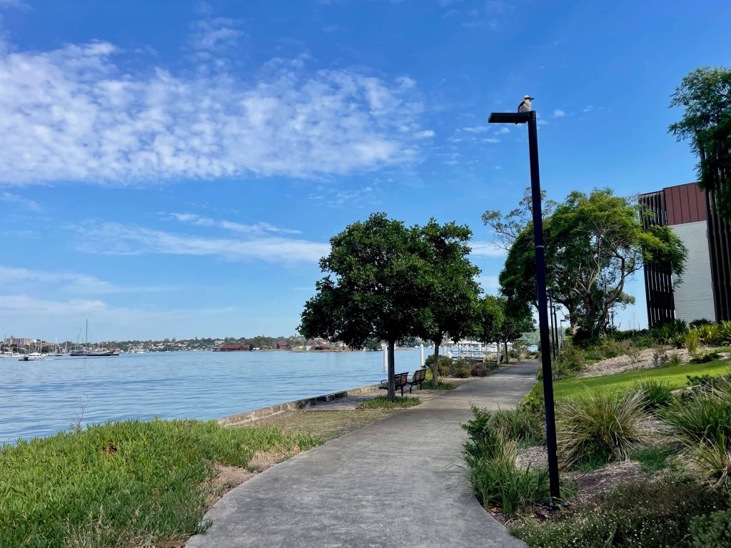 A kookaburra sits on a light post on the Lockhart Walk at Balmain
