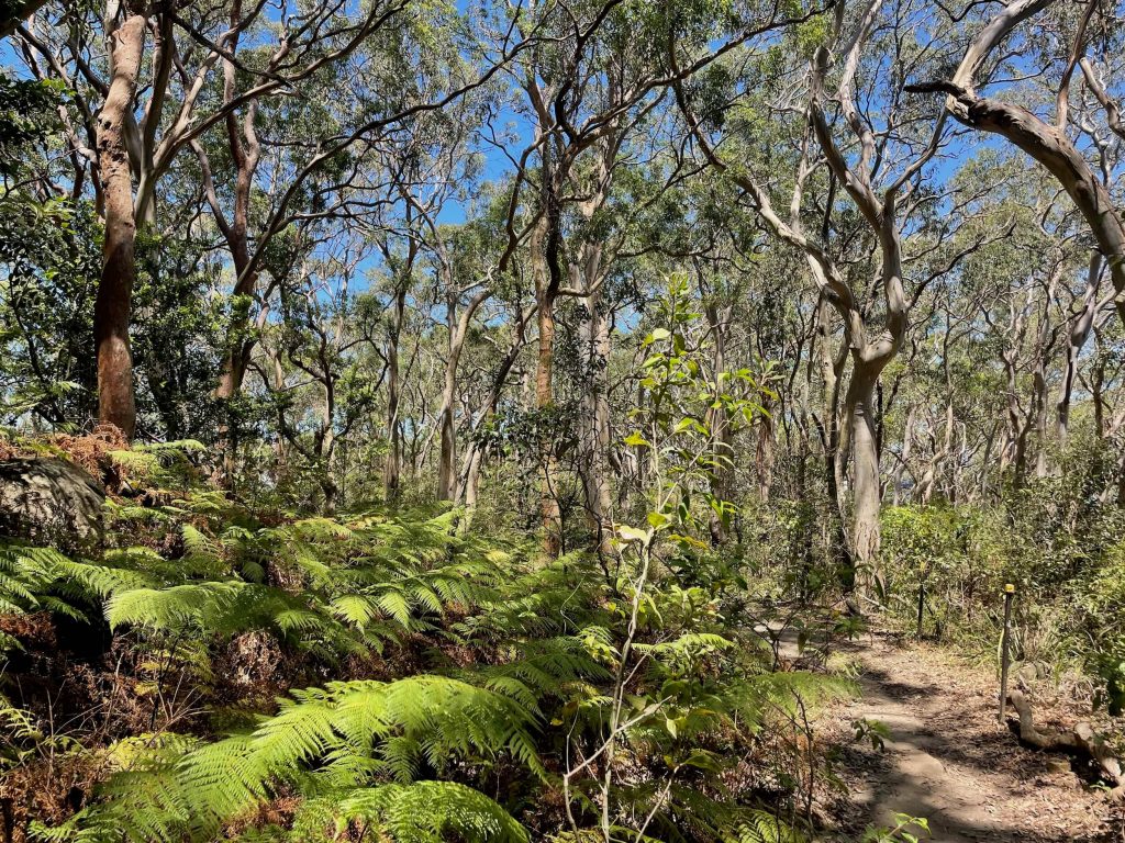 Badangi Reserve track